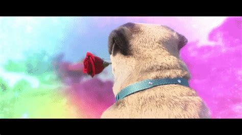 Pug Love GIFs - Find & Share on GIPHY