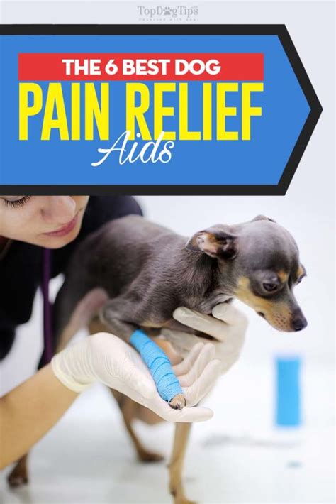 6 Best Dog Pain Relief Aids of 2020 (Dog Pain Reliever Buying Guide)