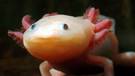 The axolotl—nature's miracle healer—is on the brink of extinction — Quartz