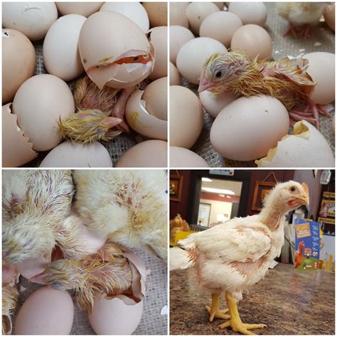 Jumbo Cornish Cross Fertile Hatching Eggs for Sale - Fresh/Fertile Eggs | Cackle Hatchery