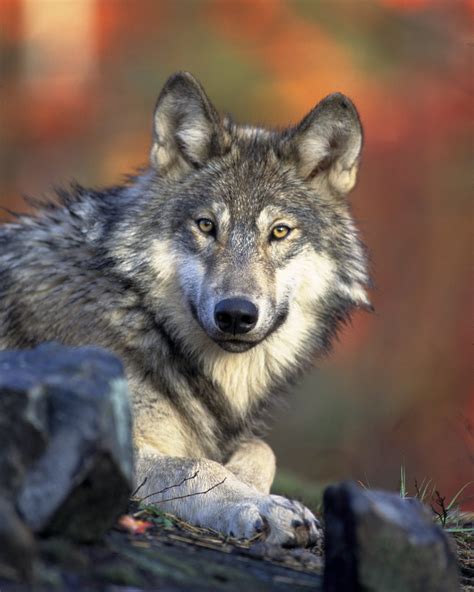 Gray Wolf Portrait Free Stock Photo - Public Domain Pictures