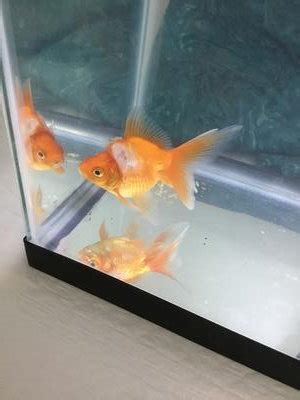 Goldfish Biting Each Other