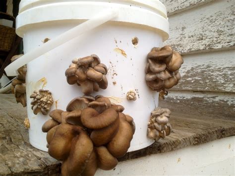 Growing Oyster Mushrooms in a Bucket - Milkwood: permaculture courses ...