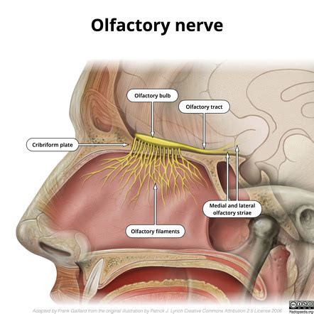 Olfactory Nerve Mri