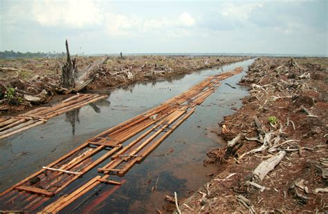 File:Riau deforestation 2006.jpg - Wikipedia
