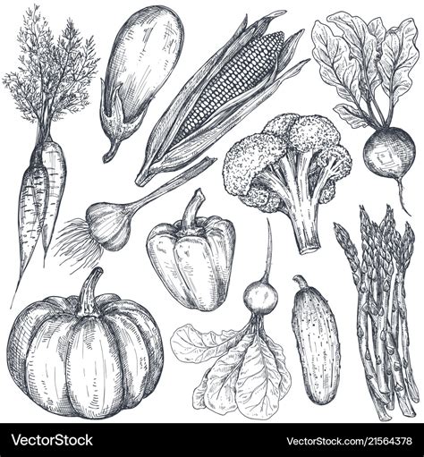 Set hand drawn farm vegetables in sketch Vector Image