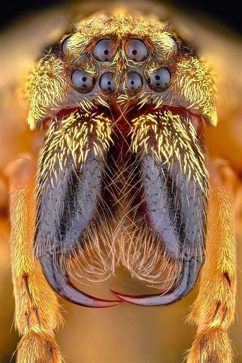Eye to eye with Zoropsis Spinimana! Spider! Photo by Pierre Anquet | Arachnids, Insects, Macro ...