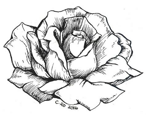 Rose Ink Quick Illustration | Arte