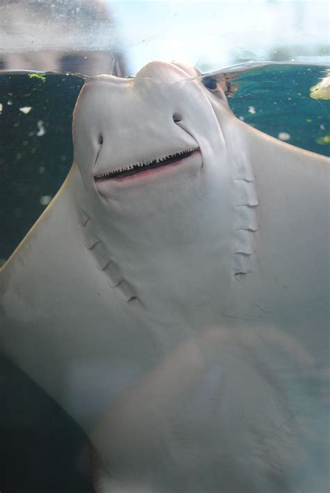 Manta Ray Smile | This manta ray at the Columbus Zoo was in … | Flickr