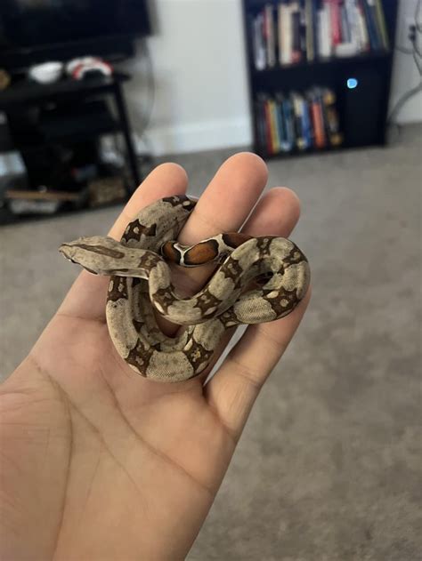 My new pet Boa! : r/boas