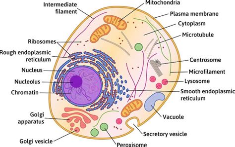 Animal Cell - The Definitive Guide | Biology Dictionary