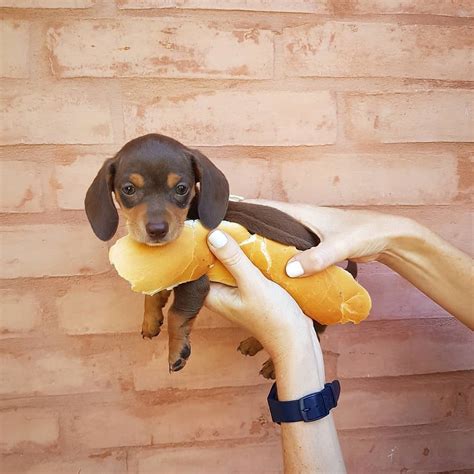 Sausage dog : ProperAnimalNames