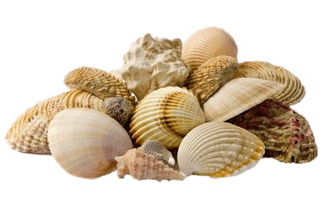 Collection Of Seashells transparent PNG - StickPNG