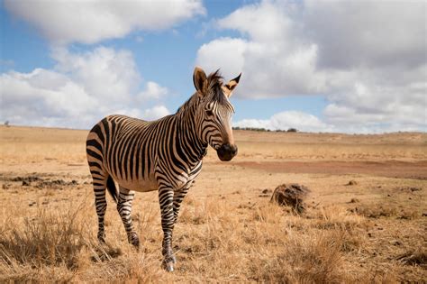 How the Hartmann's mountain zebra got its stripes | One Earth