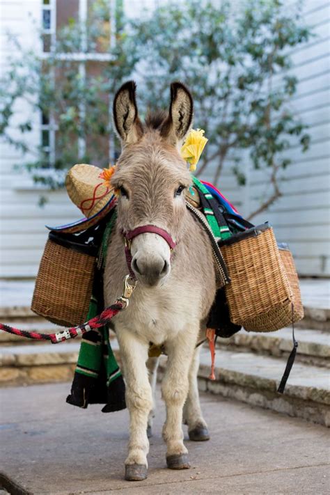 Whimsical Pack Donkey with Beer Satchels | Cute donkey, Cute animals ...