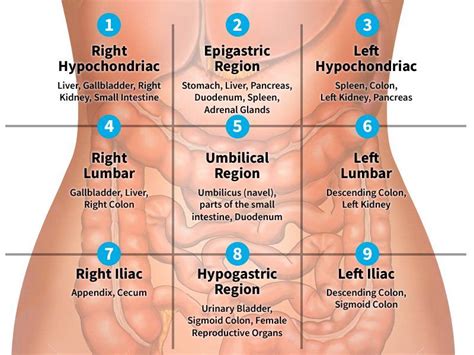 Regions Of Abdomen Diagram