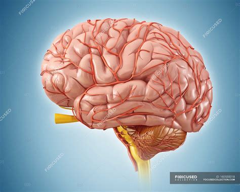 Human brain anatomy — cerebral, internal organ - Stock Photo | #160555018