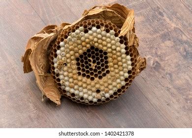 Inside Destrojed Hornet Nest Stock Photo 1402421378 | Shutterstock