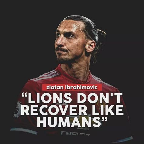 Kết quả hình ảnh cho zlatan ibrahimovic lion quotes | Zlatan quotes, Zlatan ibrahimović, Ibrahimović