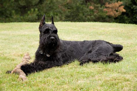 Giant Schnauzer Dog Breed » Everything About Giant Schnauzers