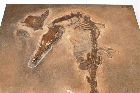 Pterosaur Fossil Photograph by Ucl, Grant Museum Of Zoology