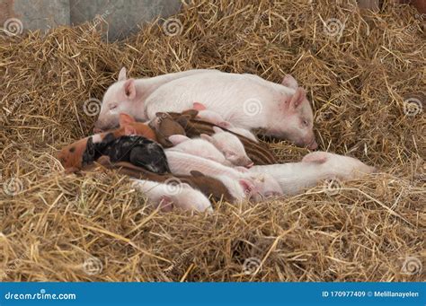 Pigs Are Sleeping After Eating. They Are Fat. Pig In A Pig Farm Royalty ...