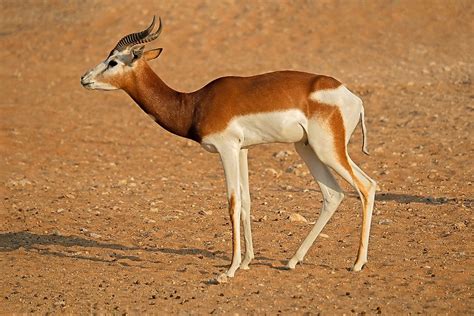 Africa Sahara Desert Animals