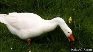 Angry Goose on Make a GIF