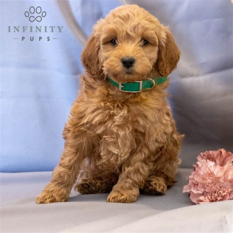 Mini Irish Doodle Puppies For Sale • Adopt Your Puppy Today • Infinity Pups