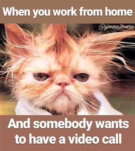 Not everyone loves those Zoom calls... | Morning quotes funny, Funny animal jokes, Funny good ...