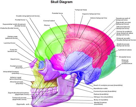 Skull Diagram – Charts