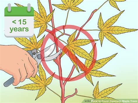 The Best Way to Prune Japanese Maple Trees - wikiHow