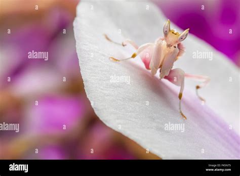 Orchid mantis camouflage hi-res stock photography and images - Alamy