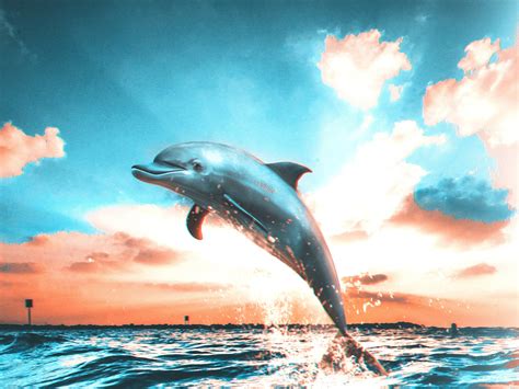 Dolphin - Digital Art by Mohamadhosein Afrasiabi on Dribbble