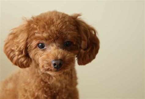 How to Train a Toy Poodle? - PatchPuppy.com