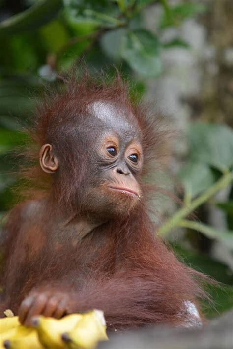 Already three babies rescued in 2021 - Save the Orangutan