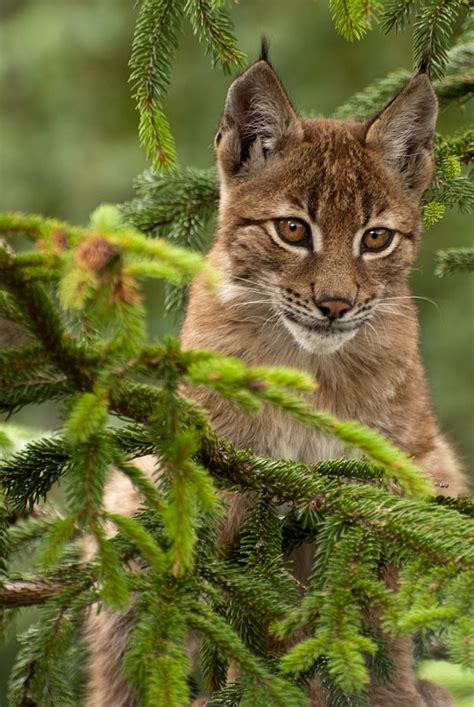 Baby lynx | Pets cats, Cats, Animals wild