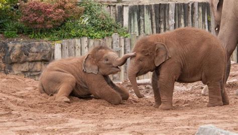 Elephants at Chester Zoo