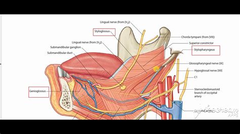 Hyoglossus muscle 4 - YouTube