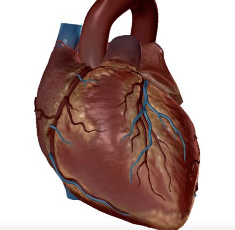 Coronary circulation Diagram | Quizlet