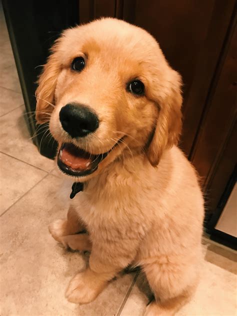 Sassy' Golden Retriever Puppy Melts The Hearts Of Reddit Viewers Daily ...