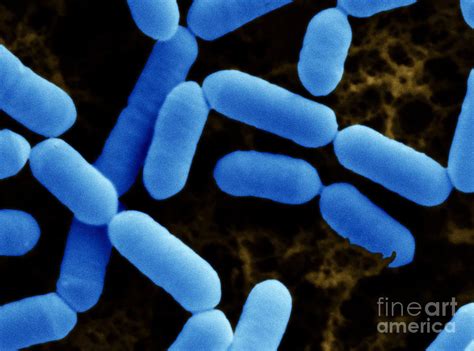 Lactobacillus Casei Photograph by Scimat - Pixels