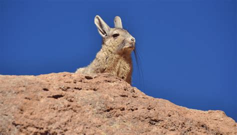 Chinchilla (Wild) - Key Facts, Information & Pictures