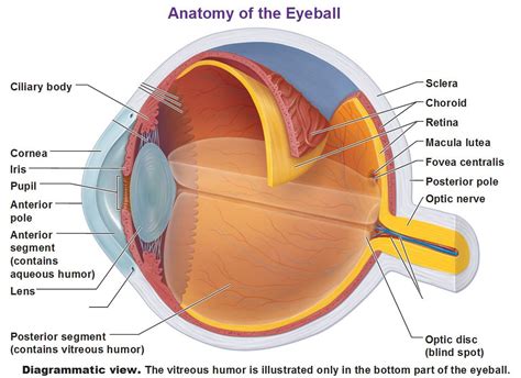The Eye and Vision | Eye anatomy, Eyeball anatomy, Anatomy
