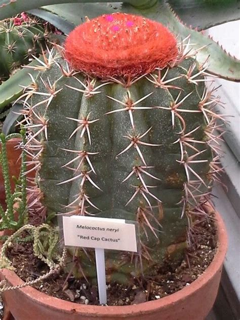 Melocactus neryl Red cap cactus | Cactus plants, Cacti and succulents, Cactus