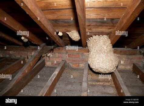 Wasp Nest In Attic