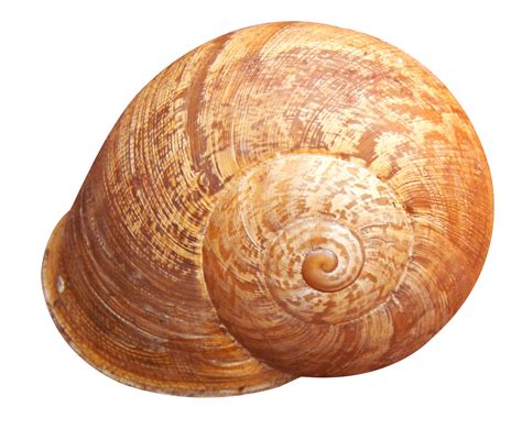 Shell PNG HD - PNG All