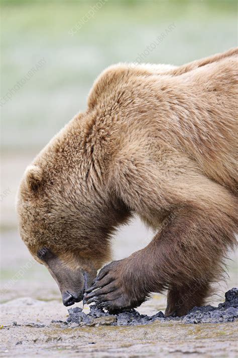 Brown bear feeding - Stock Image - Z927/0249 - Science Photo Library