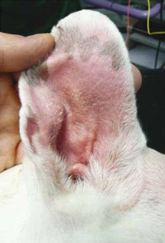 Otitis Externa In Dogs