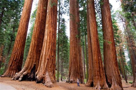 Sequoia National Forest Hiking Trails | Sequoia national park, Kings canyon national park, Giant ...